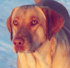 Red Fox Labrador Retriever