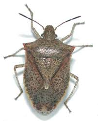 While most stink bugs are