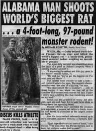 the biggest rat in the world