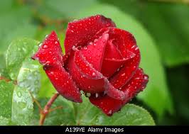 red-rose-flower-stock-image.jpg
