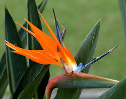 انواع الزهور بالصور Bird-of-paradise