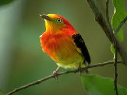 Ver imagem em tamanho real