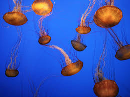 Monterey Bay Aquarium,