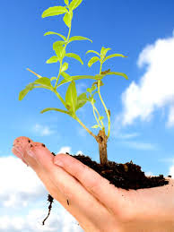 bien-verde-empezar-cuidar-planeta-460x345-la.jpg