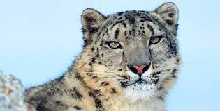 snow leopard habitats