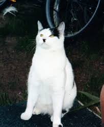 Cat that looks like Hitler