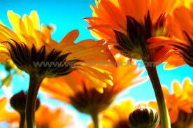 orange yellow flowers