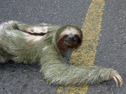 Did you know that sloths only