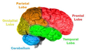 human brain image