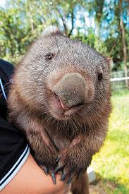 Wombats primary defence