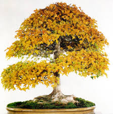 البونساي....... عبارة عن شجرة منمنمة صغيرة ربما يتجاوز عمرها عشرات بل مئات السنين 2840_21250263504
