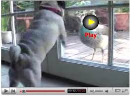 funny animals videos