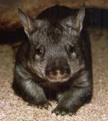 File:Wombat.jpg - Uncyclopedia
