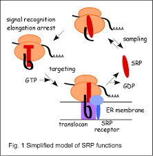 SRP-mediated protein targeting