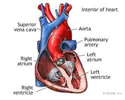 The normal heart viewed so