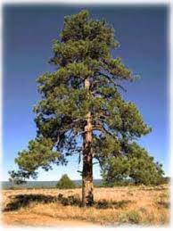 أشجار الصنوبر Pine
