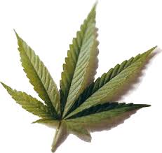 marihuana flor1