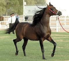 صور للخيول العربيه 351_1247184523