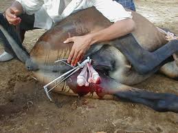 File:Mule castration