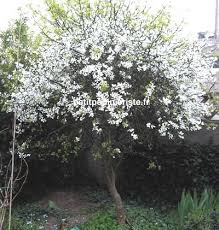 http://t1.gstatic.com/images?q=tbn:rkTdI4Yl4cIVgM:http://www.petitpepinieriste.fr/arbreenC/citronniersauvage/citronnier-sauvage-1.jpg