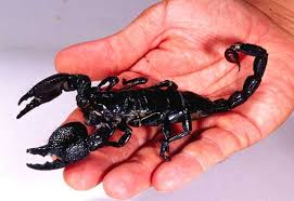 black emperor scorpions