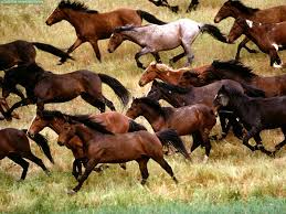 is Wild Horses there is