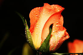orange yellow rose
