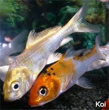 koi gold fish