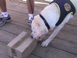 Perros detectores de narcoticos Caninos