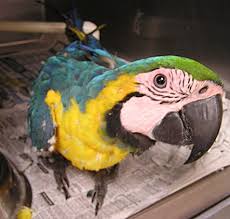 A Baby Blue and Yellow Macaw
