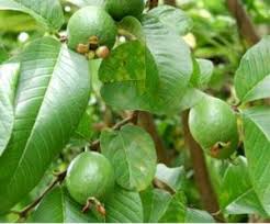 daun jambu biji Guava Leaves