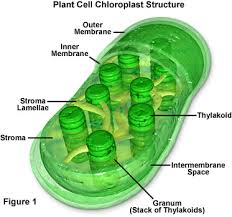 primarily chlorophyll