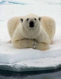 Polar Bears PolarBear77