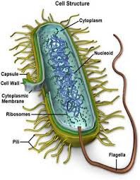 الافلونزا... Bacteria_cell