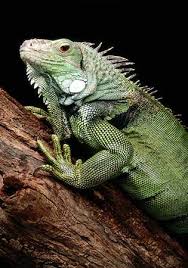 صور   لزاحف الاغوانا Green-iguana