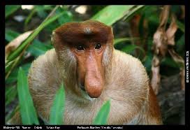 اغرب الحيوانات في العالم  Proboscis-monkey-male