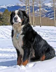 Pictures of Dogs Bernese