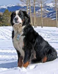 Pictures of Dogs Bernese