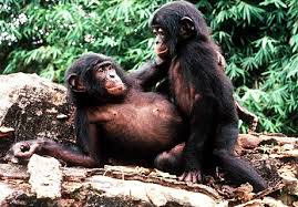 L'Allegra Società dei Tromboni Sci-bonobo-ape_4