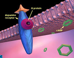 Forskolin may have other