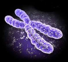 نظرية  جديدة عن الحياة ..؟؟ Chromosome