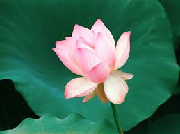 Indian_lotus_flower.jpg