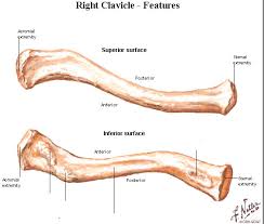 Clavicle encyclopedia topics