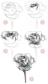 how to draw rose