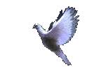 صور طيور متحركة رائعة Animated-dove-right