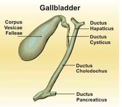 gallbladder until needed.