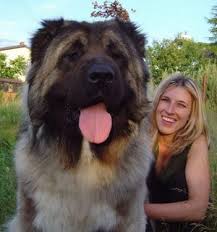 Tibetan Mastiff Dog Breed