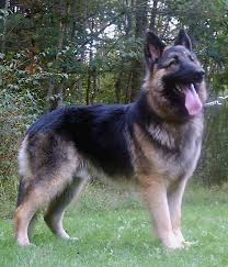 Арс German shepherd big3 Ростр Клуба