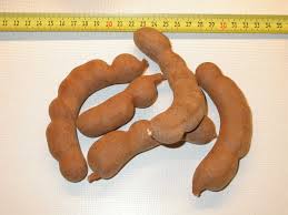 pictures of the tamarind-fruit