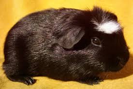 Zobraziť obrázok v plnej veľkosti